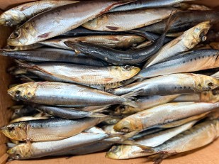 Пелядь холодного копчения: Сельдь Иваси х\к